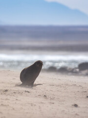 Cape Cross, Namibia - August 21, 2022: A sea lion is shown in motion on a sandy beach with a hazy...