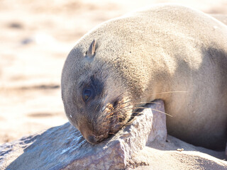 Fototapeta premium Cape Cross, Namibia - August 21, 2022: A sea lion is seen resting its head on a rock, with its eyes half-closed in a sunlit sandy environment