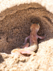Sandwich Harbour, Namibia - August 22, 2022: A Namib sand gecko in its natural habitat, digging a tunnel.