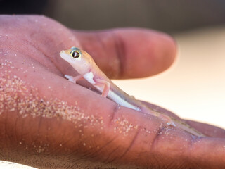Sandwich Harbour, Namibia - August 22, 2022: A translucent Namib sand gecko held gently in a person's hand.