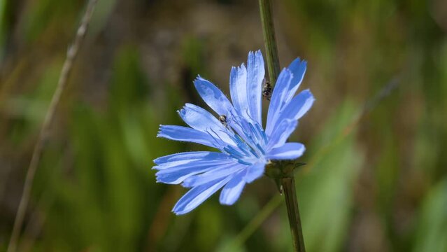Stunning blue wildflower chicory (Cichorium intybus) with pollinating insects in tranquil meadow shot with depth of field