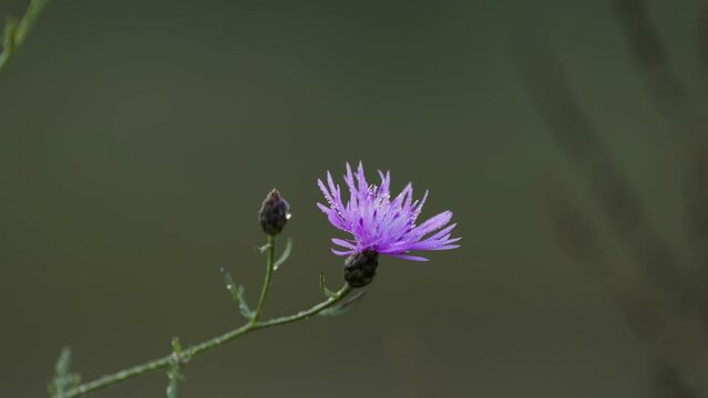 Beautiful purple wildflower knapweed (Centaurea stoebe) blooming in uncultivated meadow shot with depth of field 