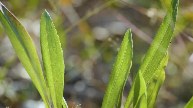 Fresh green leaves in vibrant green with warm sun