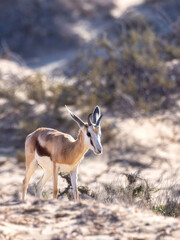 Sandwich Harbour, Namibia - August 22, 2022: A graceful springbok stands in a natural setting, exhibiting its distinctively marked coat and slender, agile build.