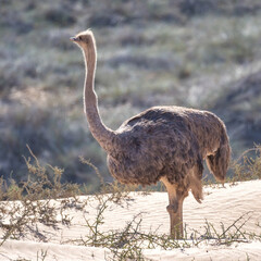 Sandwich Harbour, Namibia - August 22, 2022: A solitary ostrich stands tall on a sandy dune, its long neck stretched high as it surveys the surrounding brush landscape.