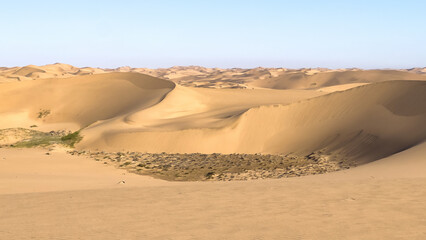 Sandwich Harbour, Namibia - August 22, 2022: Gentle curves of sand dunes undulate under a clear sky, their golden hues offset by sporadic vegetation and rocky outcrops.
