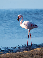 Walvis Bay, Namibia - August 22, 2022: A solitary lesser flamingo stands in shallow waters, its pink plumage a stark contrast against the dark shoreline and deep blue waters