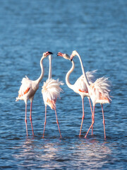 Walvis Bay, Namibia - August 22, 2022: A quartet of greater flamingos engage in a graceful dance, their heads touching delicately as they stand on slender legs in the blue waters