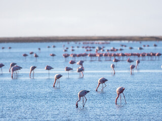 Walvis Bay, Namibia - August 22, 2022: A tranquil scene of greater and lesser flamingos gracefully foraging in shallow waters, their reflections shimmering in the serene blue expanse