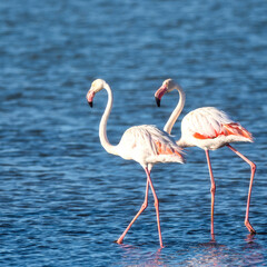 Walvis Bay, Namibia - August 22, 2022: Two elegant greater flamingos wading in calm waters, their pink and white plumage contrasting beautifully against the blue surface
