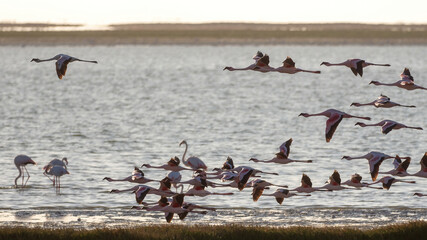 Walvis Bay, Namibia - August 22, 2022: A flock of lesser flamingos takes flight over a tranquil water body, their pink and white feathers contrast against the calm blue waters at dusk