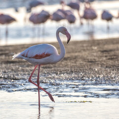Walvis Bay, Namibia - August 22, 2022: A solitary greater flamingo stands in shallow waters, its elegant pink and white plumage shimmering against the reflective surface.