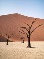 Deadvlei, Namibia - August 24, 2022: Time-worn trees rise from the cracked clay pan floor, their desiccated branches reaching skyward, juxtaposed against the smooth slopes of the Big Daddy Dune