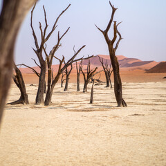 Deadvlei, Namibia - August 24, 2022: A grove of ancient, lifeless trees stands stark against the white clay soil, overshadowed by the colossal red dunes of Big Mamma in the backdrop
