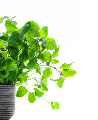 Mint melissa plant in the pot isolated on white