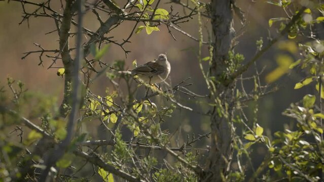 Field sparrow (Spizella pusilla) in the sun, framed in foliage and shot in beautiful depth of field