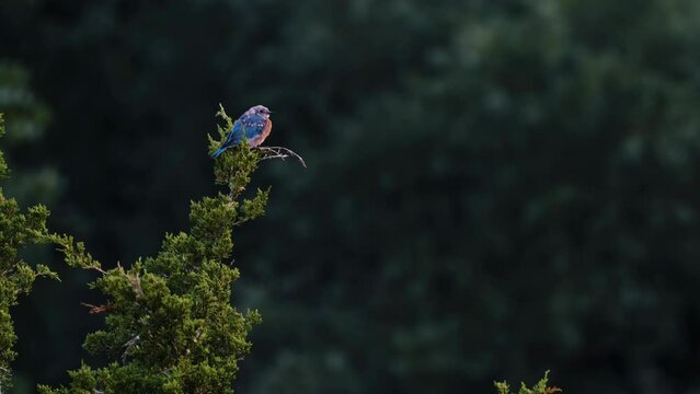 Solitary adolescent Eastern Bluebird (Sialia sialis) watches from a branch, shot with beautiful depth of field