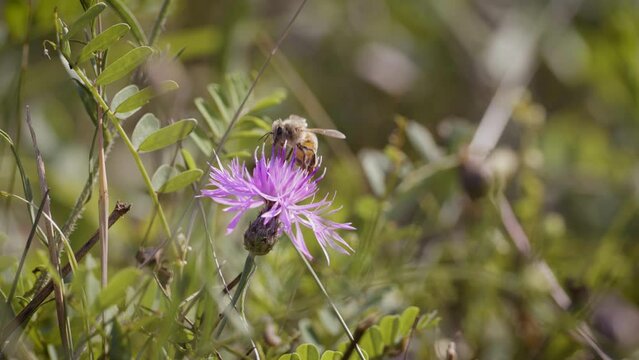 Honeybee (Apis mellifera) pollinates purple knapweed flower (Centaurea stoebe), shot in beautiful depth of field