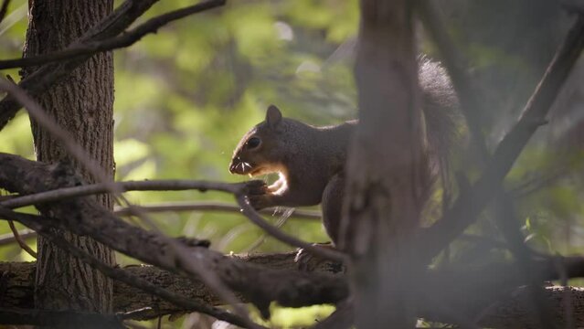 Eastern Gray Squirrel (Sciurus carolinensis) eats scavenged food under trees shot with beautiful depth of field from candid perspective