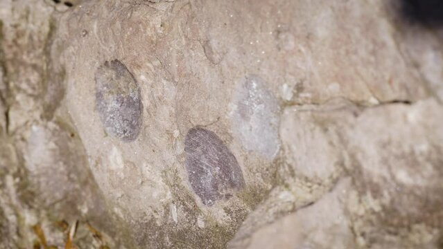 Petrified shell fossils millions of years old embedded in solid rock, Great Lakes fossils of devonian, brachiopod, horn coral origin