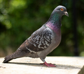 pigeon in the park