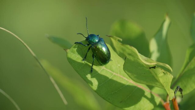 Dogbane Leaf Beetle (Chrysochus auratus) shows off its reflective deep green color in the sunlight, shot with beautiful depth of field