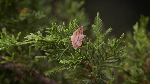 Hookwing moth sitting on pine tree branch with spread wings