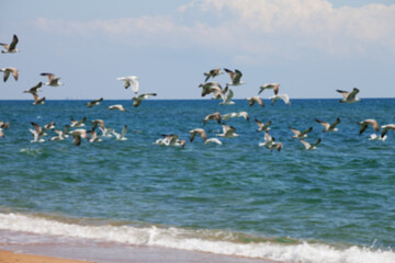 Blurred view of flock of seagulls flying over sea at sun summer day - 701459607