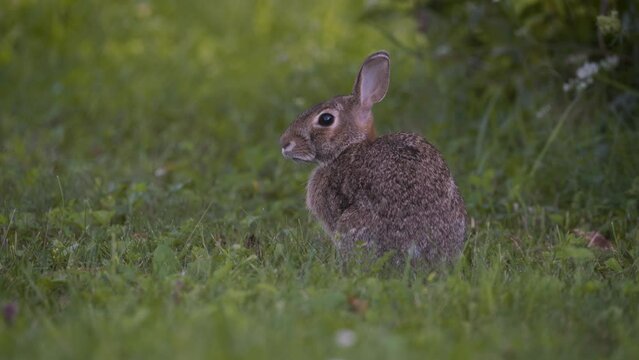 Eastern Cottontail rabbit (Sylvilagus floridanus) twitches its nose and watches carefully