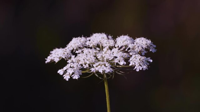 Swarm of black insects on Queen Anne's Lace flower (Daucus carota)