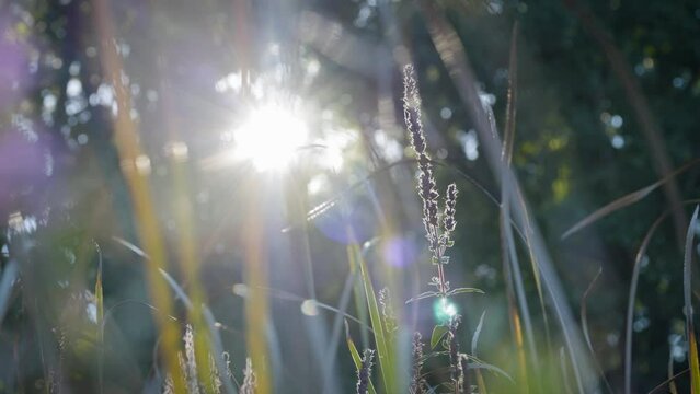 Lush green plants and leaves sway in breeze as sunlight shines through with soft sun lens flare