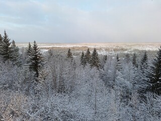 snow covered trees