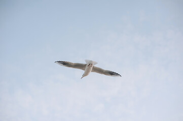 Beautiful white seagull, bird flies in the sky with clouds over the sea, ocean. Animal photography.