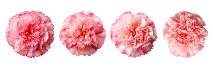 Set of carnation top view isolated on a transparent background - obrazy, fototapety, plakaty