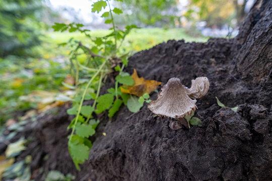 Inocybe sp. or Tricholoma sp. mushrooms grow on black soil