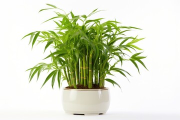 Green bamboo in a pot, nature's growth, botanical beauty, harmonizing home decor.