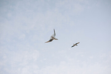 Obraz premium A couple of beautiful white seagulls, a small flock of wild birds are flying high soaring in the blue sky with clouds over the sea, ocean in nature. Animal photography, landscape.
