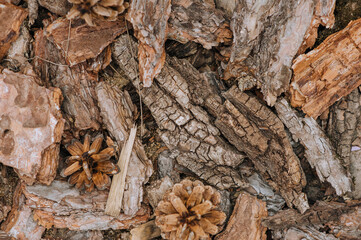 Background, texture of pine bark with cones in the forest in nature. Close-up photography, nature, top view.