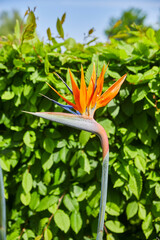 Close-up of a beautiful strelitzia, also called 