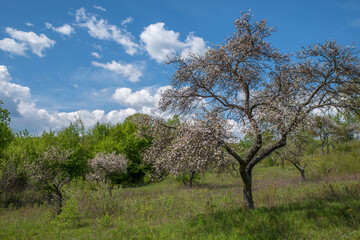 Abandoned blooming apple orchard among the mountains.