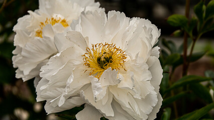 Closely watching the white petal