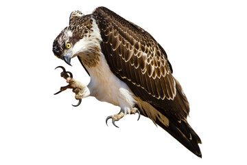 Isolated eagle Osprey. White background. 