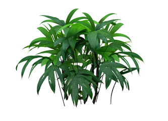 Cutout of tropical plant with white background for perfect selection