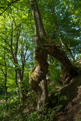 Fototapeta na wymiar A bizarre tree trunk in the forest.