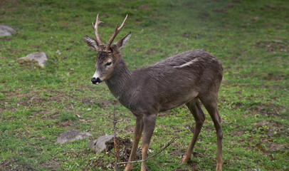 Close-up portrait of a male roe deer.