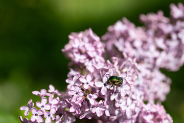 A small green rose chafer (Cetoniinae), climbing on flowering purple lilac against a green background in nature.