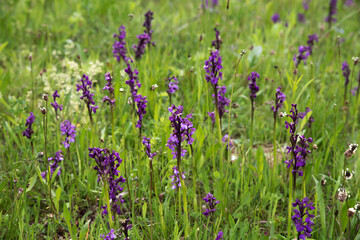 Blooming orchis in the meadow. - obrazy, fototapety, plakaty