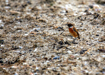Stonechat (Saxicola rubicola) Outdoors