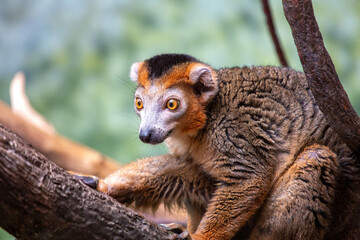Obraz premium Crowned Lemur (Eulemur coronatus) in the wild