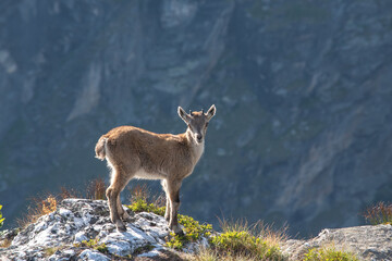a young Alpine ibex near the camera